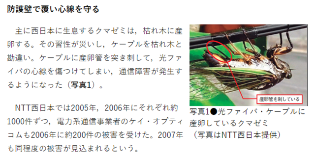 kumasan.PNG