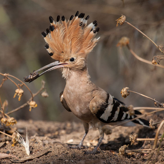 1024px-Hoopoe_with_insect.jpg