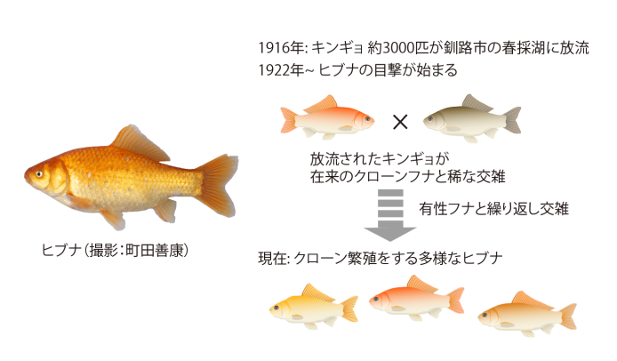 マジか】北海道の天然記念物「ヒブナ」、実は100年ほど前に新たに誕生した種だったことが判明: 現在位置を確認します。【移転後】